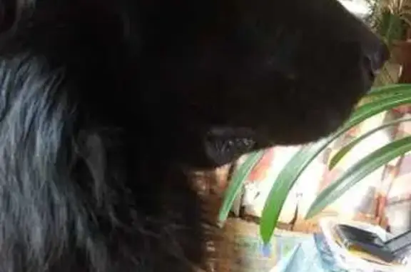 Пропала собака, Центр. ул., Нагорное