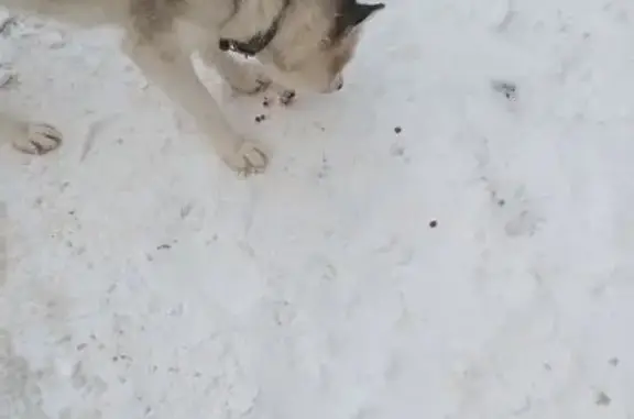 Найдена собака, Уфа