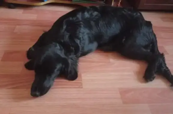 Потерянные животные Южно-Сахалинск, фото: Пропала собака, Железнодорожная 18А