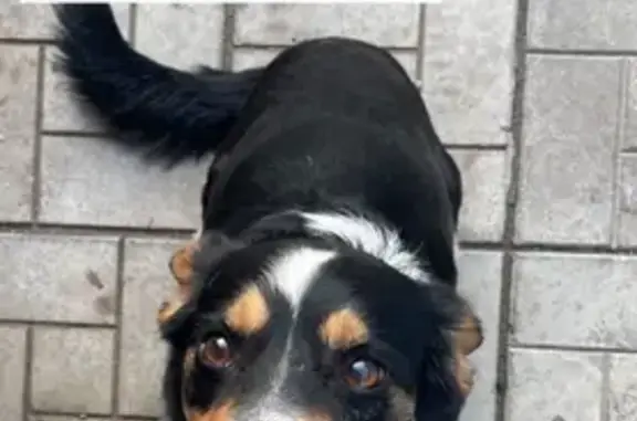 Пропала собака, Комсомольская 104, Оренбург