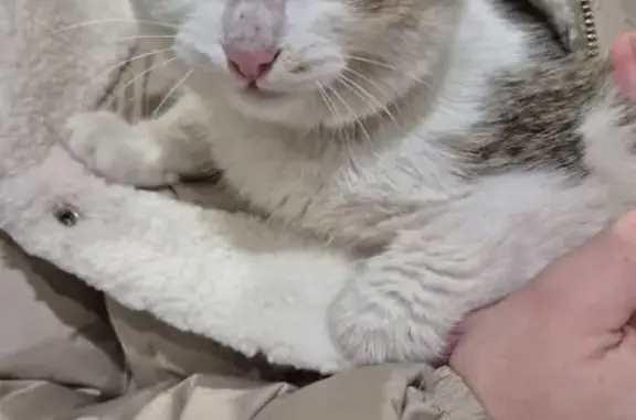 Найдена кошка, Ульяновск, фото: Кошка найдена на Утренней улице, Ульяновск