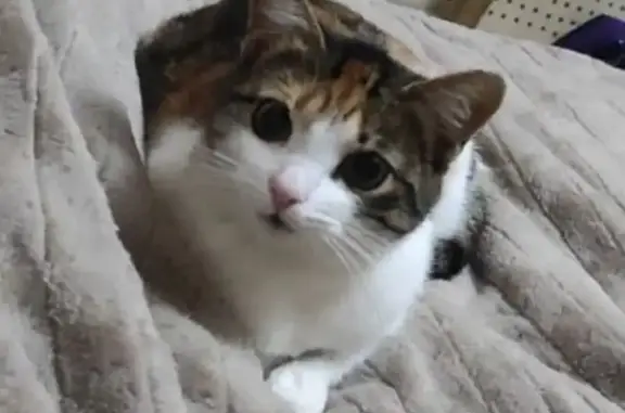 Пропала кошка, Большая Садовая 4А, Кимры