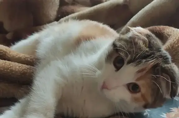 Пропала кошка, Транспортная 83А, Воронеж