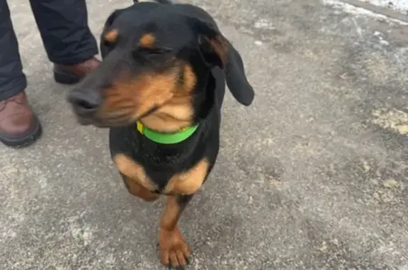 Найдена собака, Рижская ул. 6,...