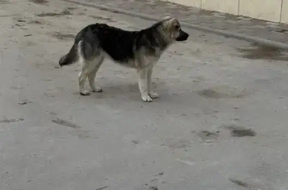 Собака найдена: Серебровская,...