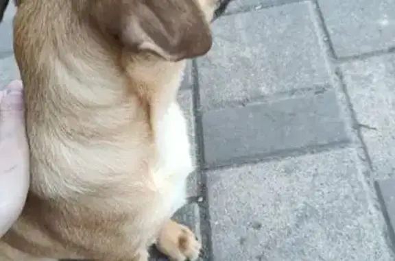 Собака найдена на Малиновского...