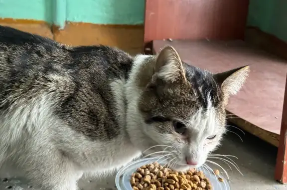 Найденные животные Чита, фото: Кошка найдена в Каштаке, подъезд 2, Чита