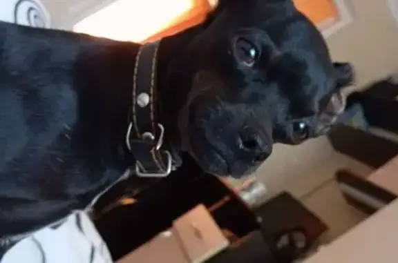 Пропала собака, ул. Бувина 226, Темрюк