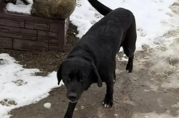 Пропала черная собака, Урюпинск