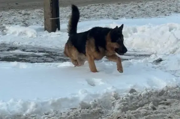 Собака у Пятерочки, ул. Расков...