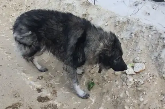 Собака найдена: проезд Орбита,...