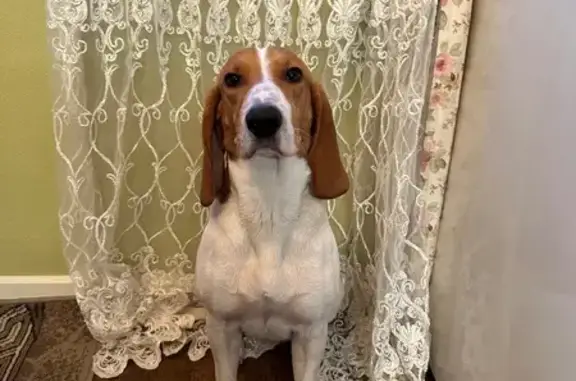 Пропала собака, Протасово, 184