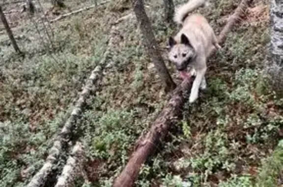 Пропала собака, Серов, Свердловская обл.