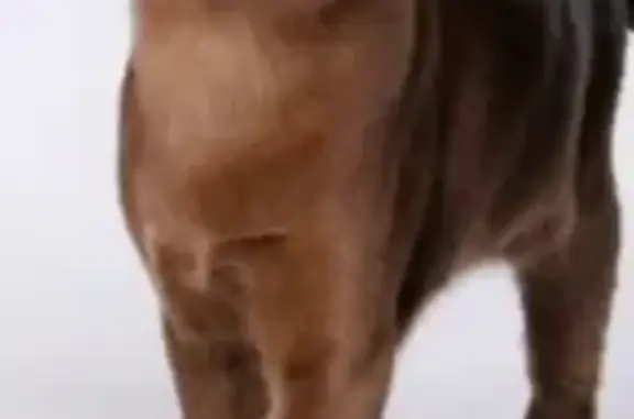 Шоколадный глаза янтарные . Везли в машине домой он испугался разодрал переноску Исцарапал водителя и выпрыгнул в окно . Сломя голову побежал к собору