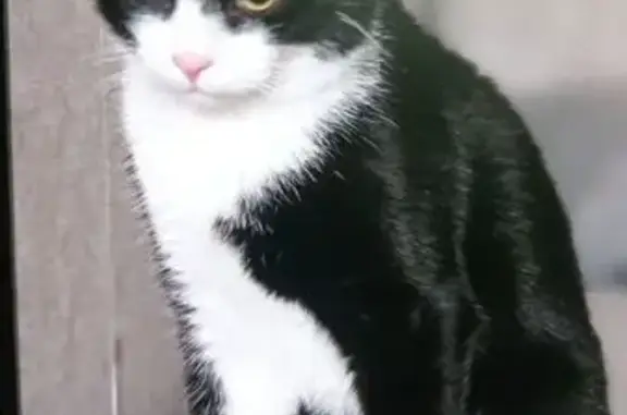 Пропала кошка, Мелеуз, Башкорт...