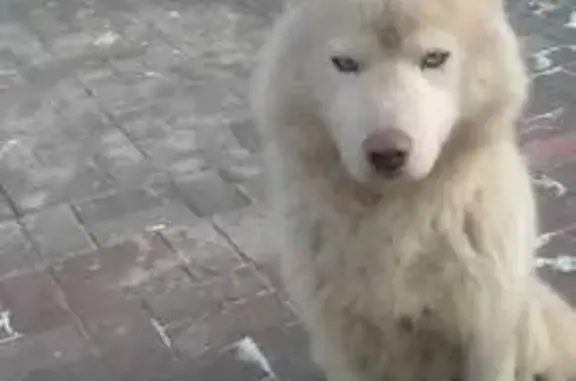 Найдена собака, Туголесский Бор, фото: Белый маламут найден на Горького, 6