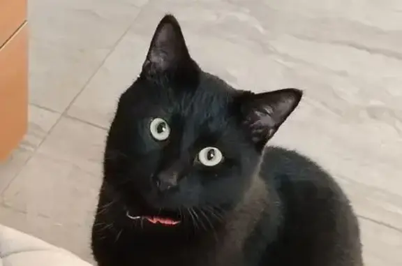 Пропала кошка, Второй проезд, Красково