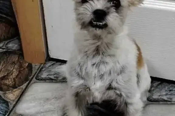 Пропала собака, Дачная 11, Вол...