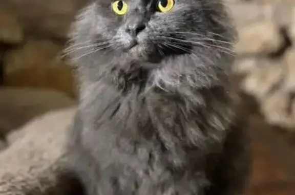 Кошки потеряшки, Электросталь, фото: Потеряшка кошка, Первомайская 2А, Электросталь