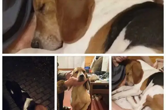 Найдена собака, Сурмино, фото: Найдена собака в Сурмино, МО