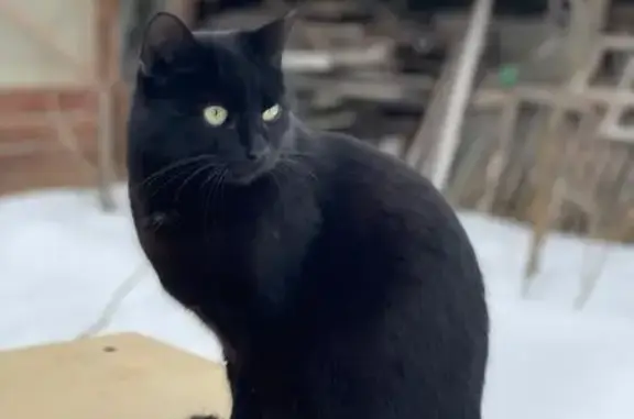 Пропал черный кот, Центральная ул. МО