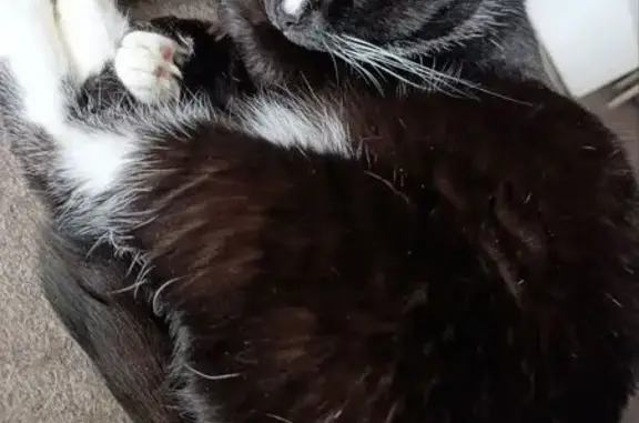 Кошки потеряшки, Красноярск, фото: Потеряшка кошка, ул. Алексеева 99, Крск