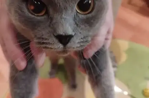 Объявления о пропавших и найденных животных, Мурманск, фото: Кошка найдена: ул. Героев Рыбачьего