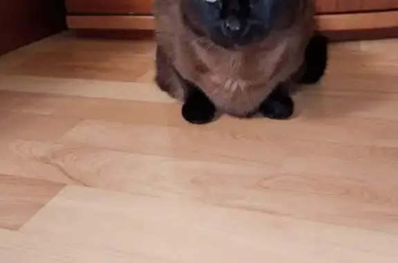 Найдена кошка, Екатеринбург, фото: Кошка найдена: ул. Маяковского, 27