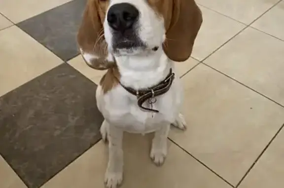 Пропала собака, Светлый переулок, 96