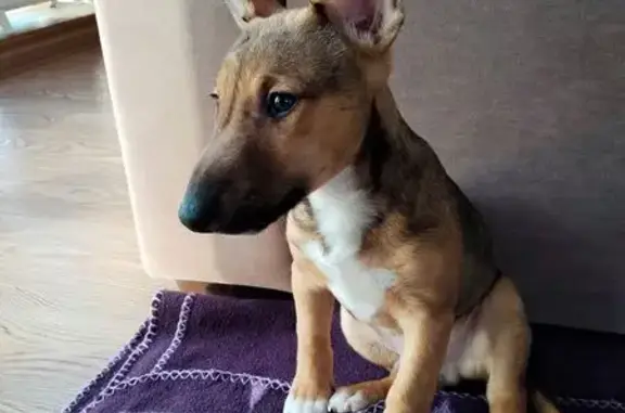 Найдена собака, Павловский Посад, фото: Щенок найден на ул. Щорса, 8, Павловский Посад