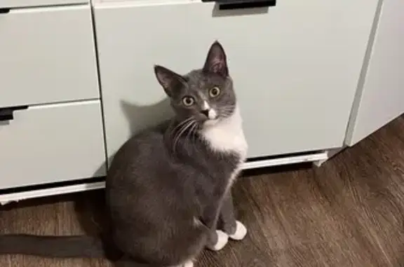 Пропала кошка, ул. Мавлютова, 26, Казань