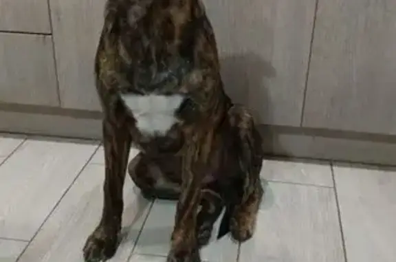 Найдена собака, Таганрог, фото: Щенок найден на Николаевском шоссе, 1