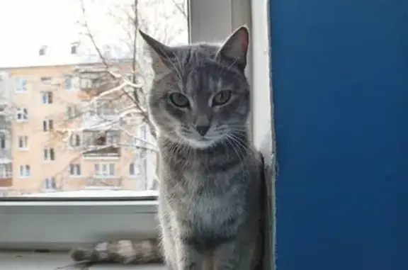 Найденные животные Уфа, фото: Кошка в подъезде, Первомайская 66/1, Уфа