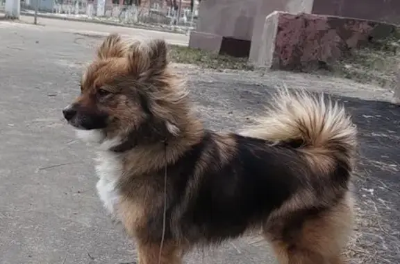 Найдена собака, Липецк, фото: Собака в 