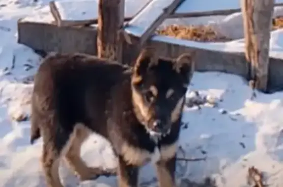 Пропала собака, ул. Энтузиастов, 96, Чита