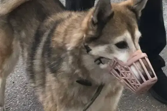 Пропала собака, ул. Лямина, 2, Горный