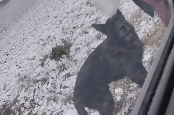 Найденные животные Михайловск, фото: Собака у Железнодорожной улицы, Рыздвяный