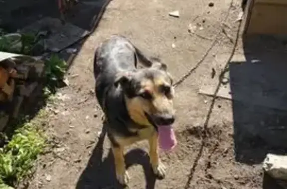 Пропала собака, Каменск-Уральский