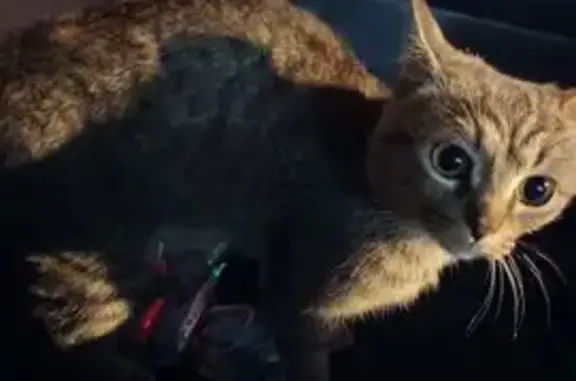 Найденные животные Красноярск, фото: Найдена кошка, Красноярск