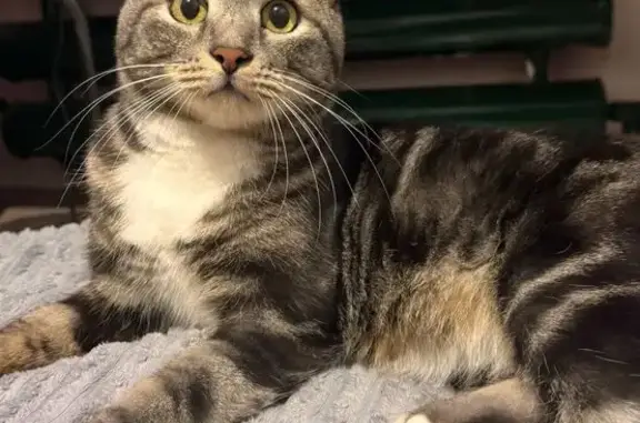 Найденные животные Шелехов, фото: Кошка найдена на Индустриальной в Шелехове