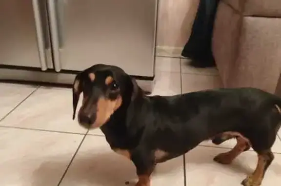 Найдена собака, Москва, фото: Собака найдена: Привольная ул., Москва