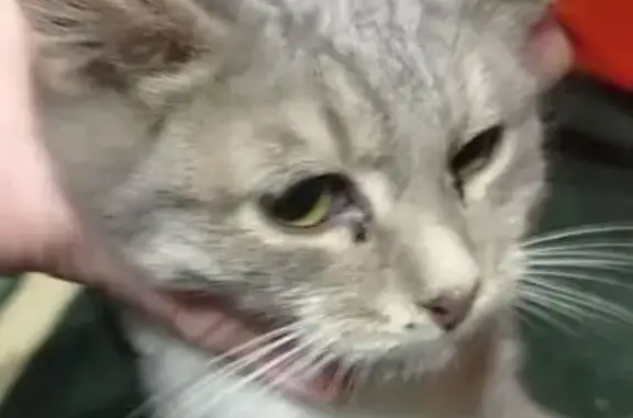 Найдена кошка, Владимир, фото: Пропала кошка, Добросельская 190, Владимир