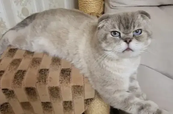 Пропал вислоухий кот, ул. Раздольная