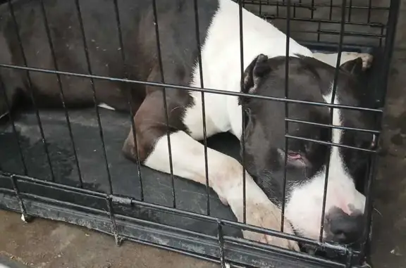 Найдена собака, Казань, фото: Собака найдена на ул. Айрата Арсланова, Казань