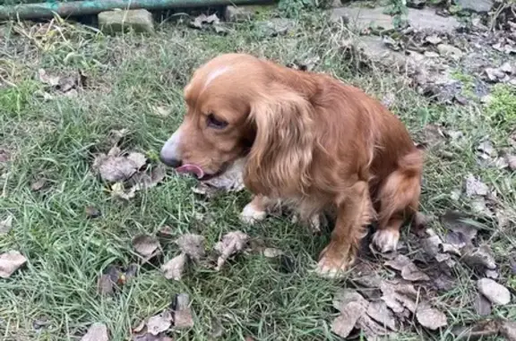 Найдена собака, Таганрог, фото: Найдена собака, ул. Урицкого, 14, Таганрог
