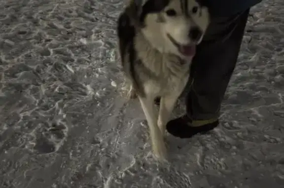 Хаски найден на Спартаковской, Казань