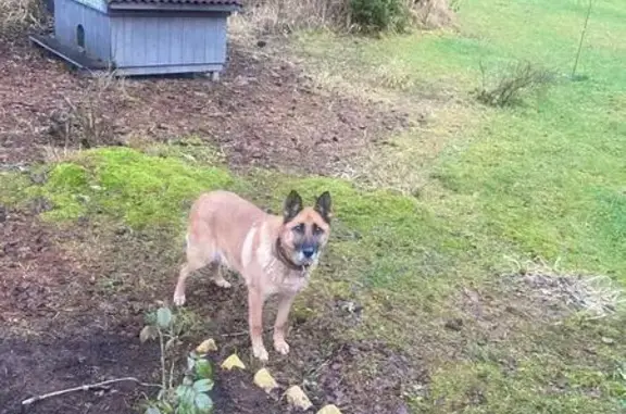 Объявления о пропавших и найденных животных, Серово, фото: Найдена собака в Серово, Ленобласть