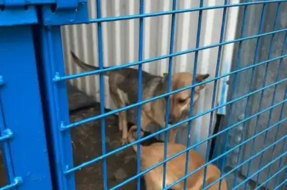 Пропала собака, ул. Фрунзе, Копейск