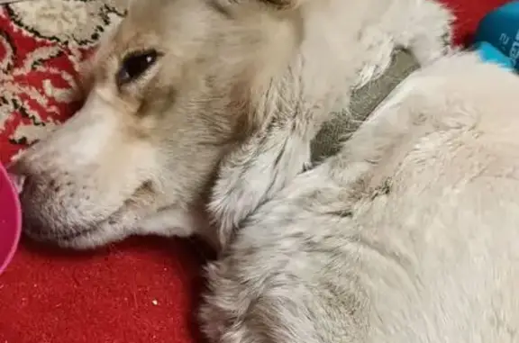 Найдена собака, Хабаровск, фото: Найдена собака, ул. Лейтенанта Орлова, 2