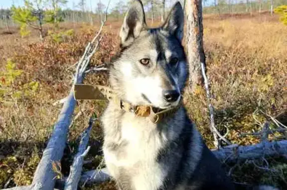 Пропала собака Лайка, Карелия